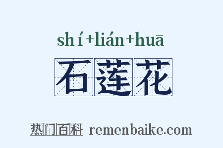 石莲花是什么意思的图片